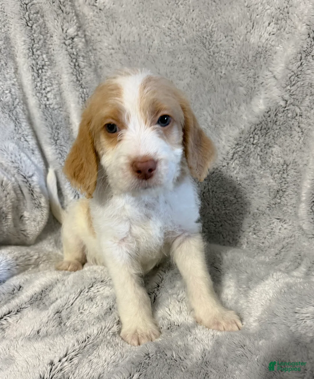 Mixed Breed dogs for sale: Alex - Ad 1