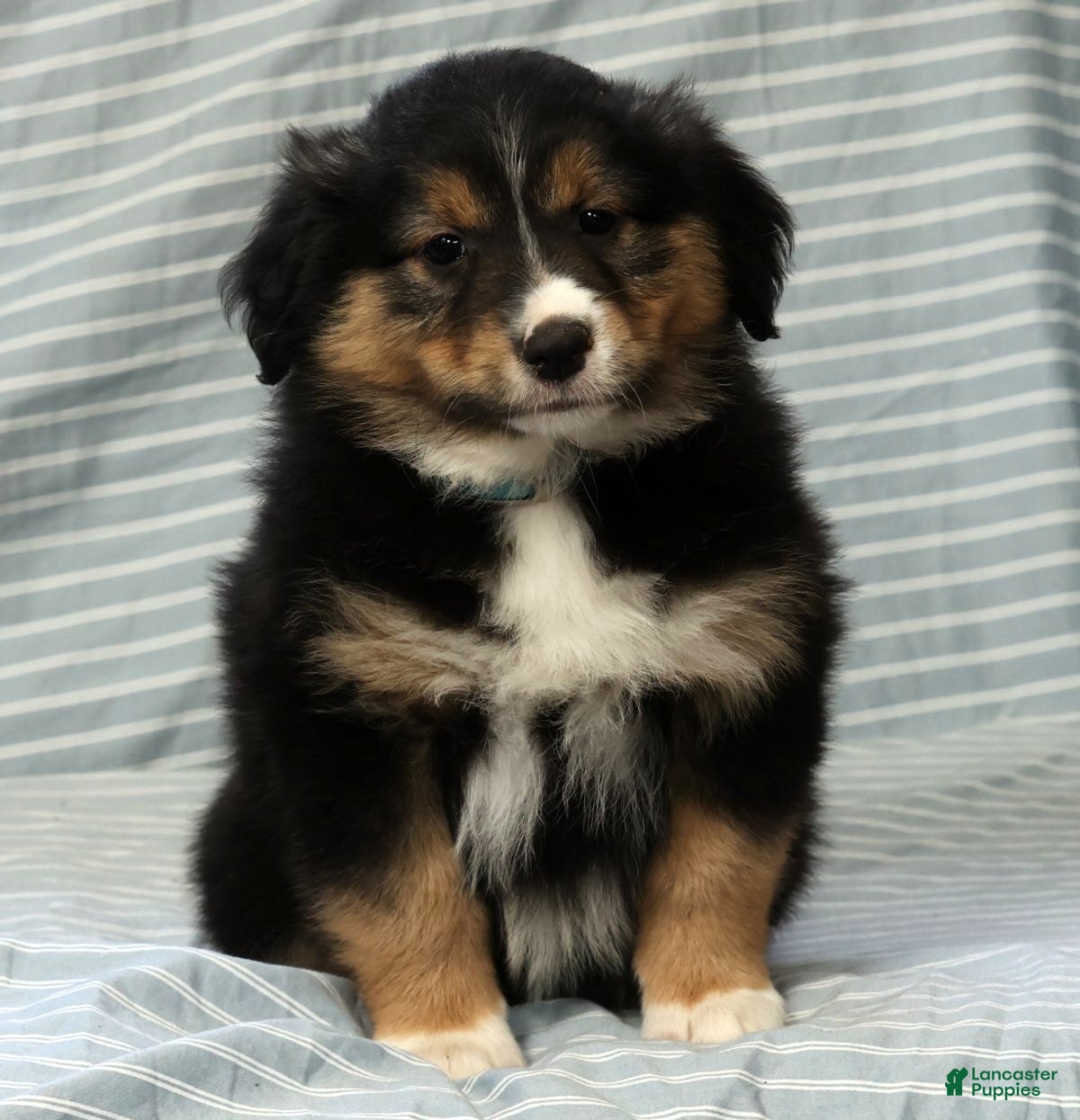 Australian Shepherd dogs Maisy - Ad 2