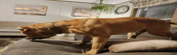 Cane Corso dogs for sale: Cane Corso 2 - Ad 25