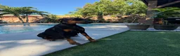 Doberman Pinscher dogs for sale: Doberman Pinscher Orange collar - Ad 3
