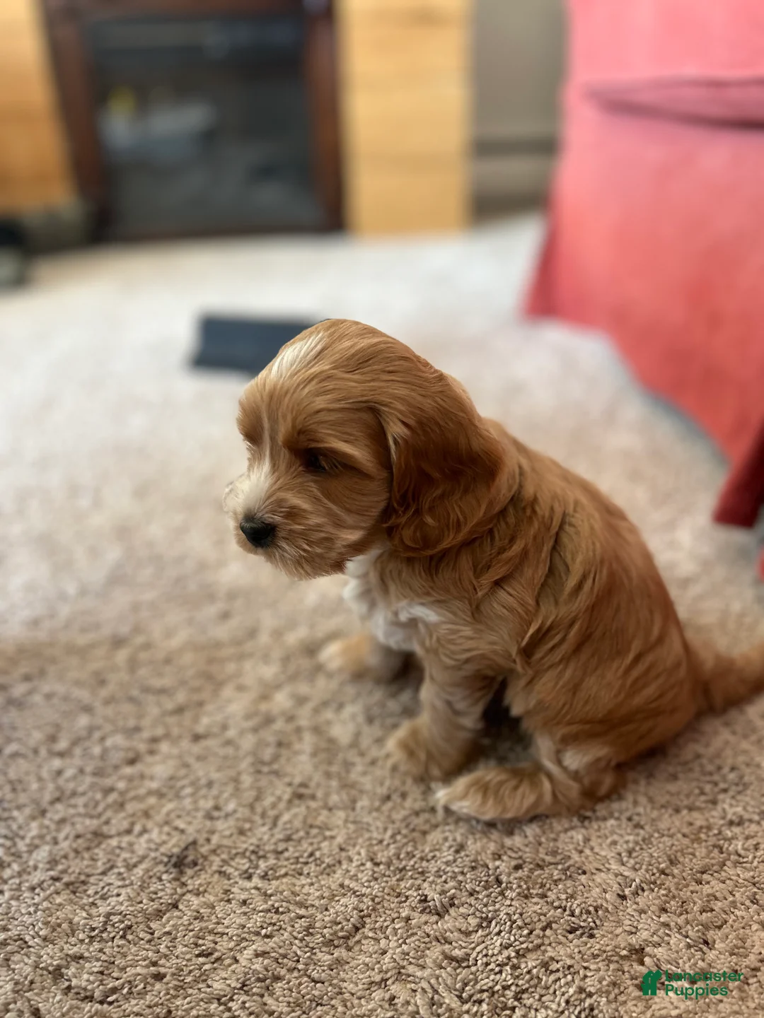 Cockapoo dogs for sale: Chip  - Ad 7