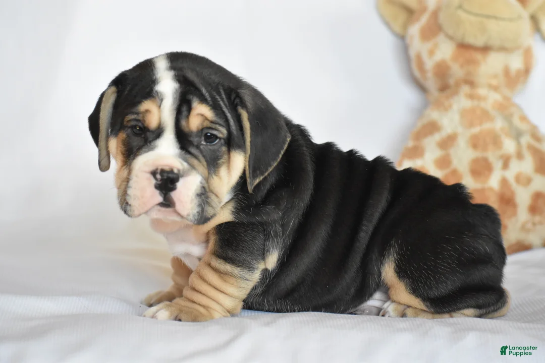 Beabull dogs for sale: Skyler - Ad 7