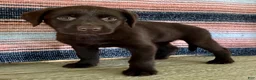 Labrador Retriever dogs for sale: Misty - Ad 3