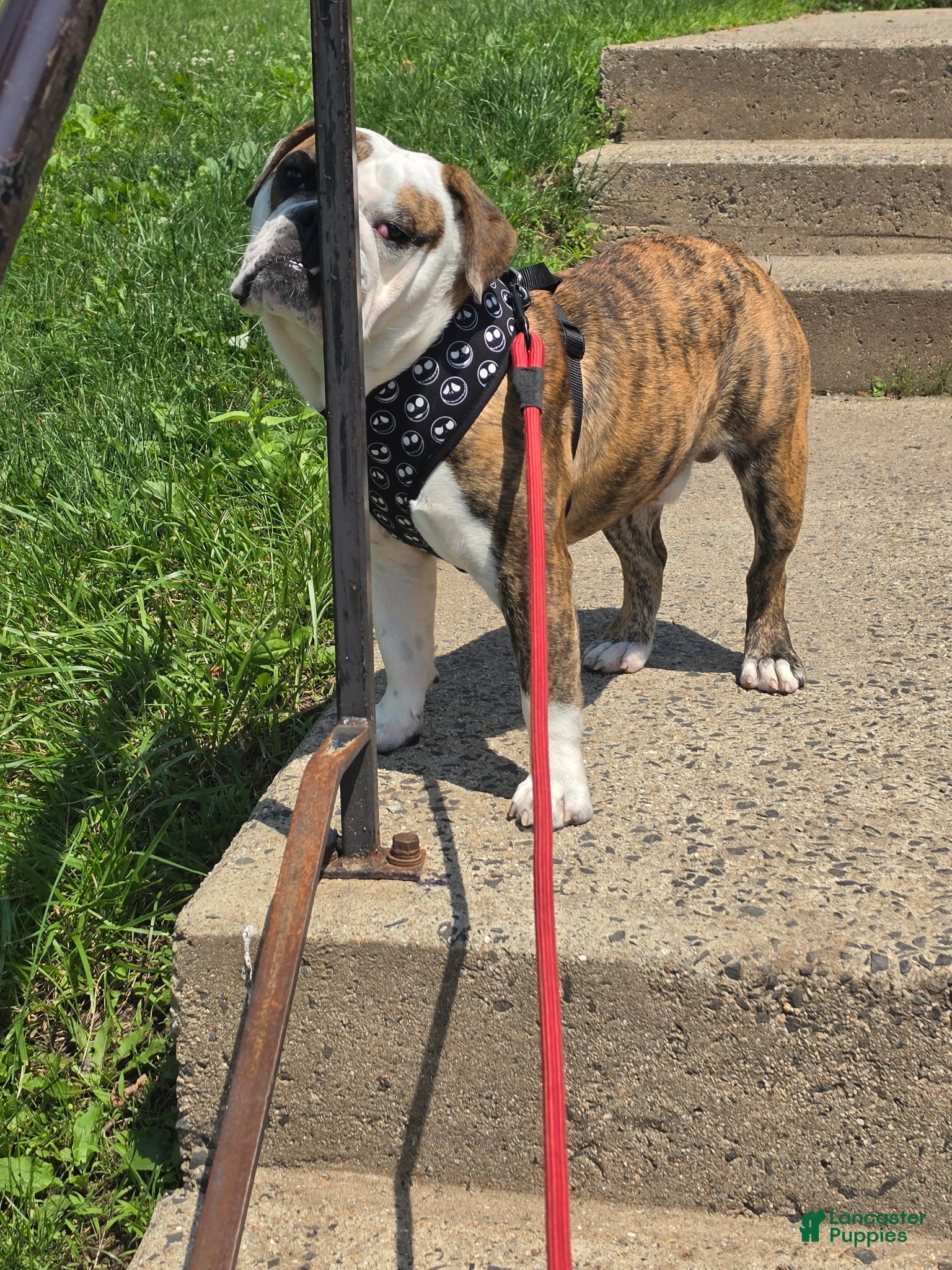 English Bulldog dogs Albert - Ad 5
