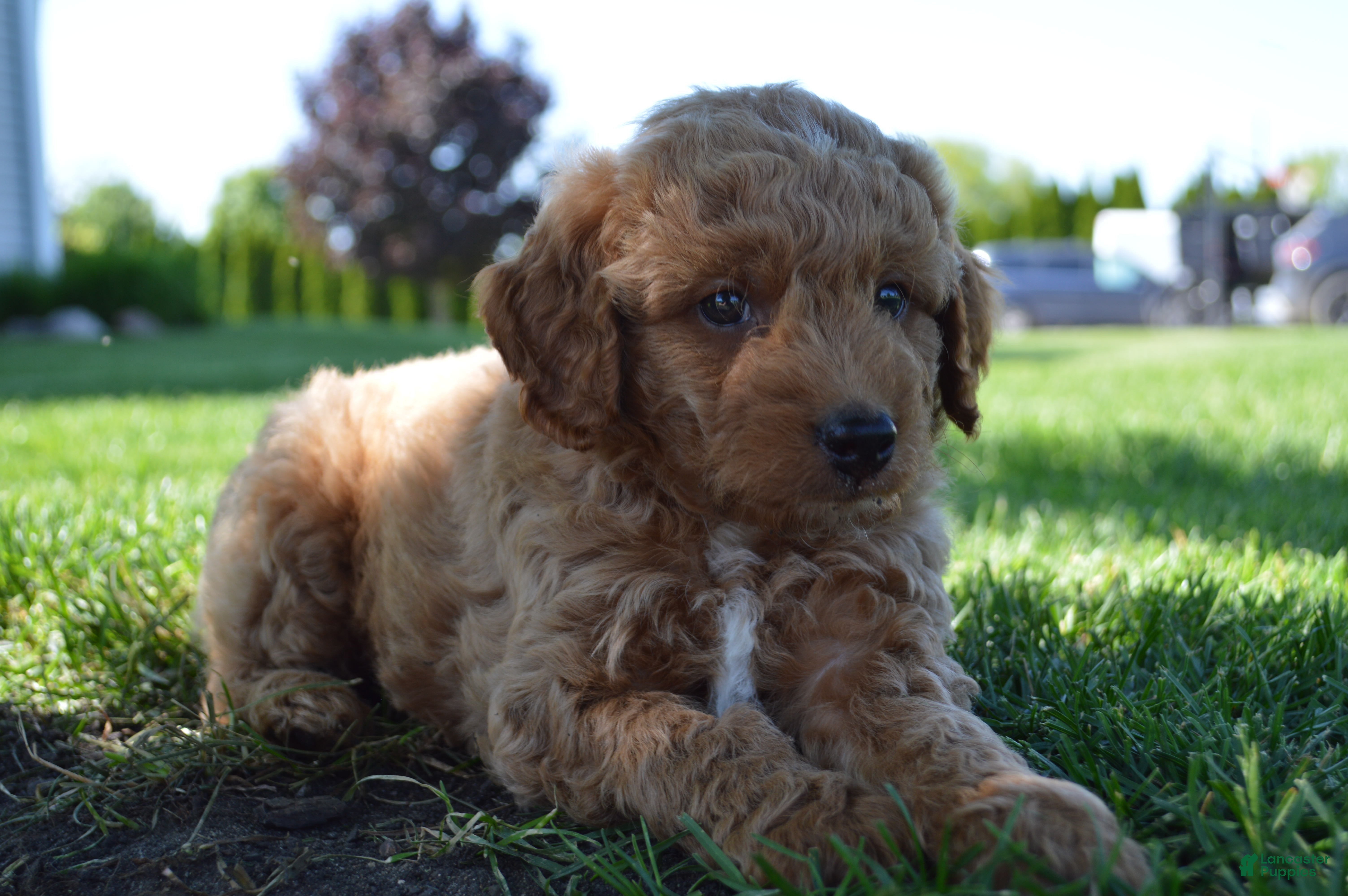 Mini Goldendoodle dogs Remmy - Ad 2