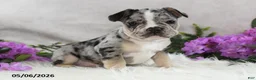 French Bulldog dogs for sale: Huck - Ad 4