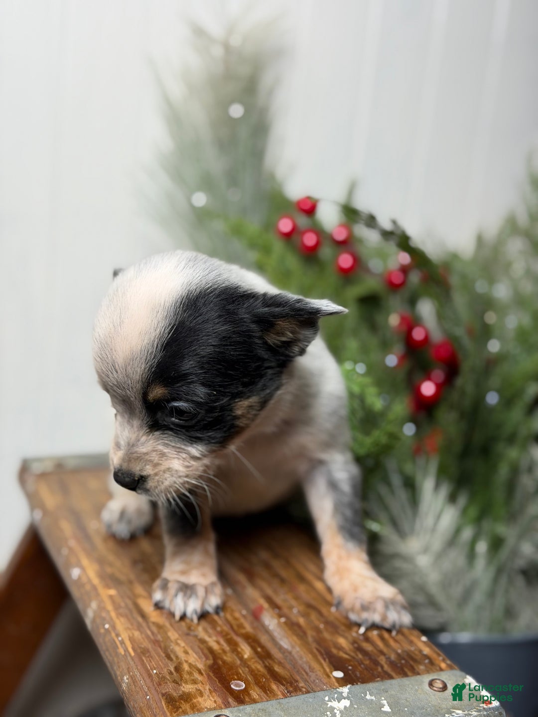 Australian Cattle Dog dogs for sale: Australian Cattle Dog Puppy 6 - Ad 5