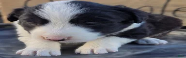 Border Collie 1 Wilson
