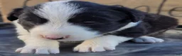 Border Collie dogs for sale: Border Collie 1 Wilson - Ad 1