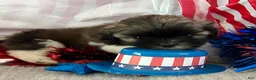 Shih Tzu dogs for sale: Zane - Ad 4