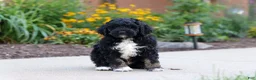 Bernedoodle dogs for sale: Denali - Ad 3