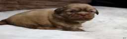 Shih Tzu dogs for sale: Maggie - Ad 4