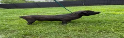 Cane Corso dogs for sale: Cane Corso Puppy 1 - Ad 4