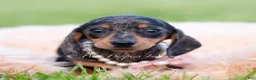 Miniature Dachshund dogs for sale: Sadie AKC - Ad 2
