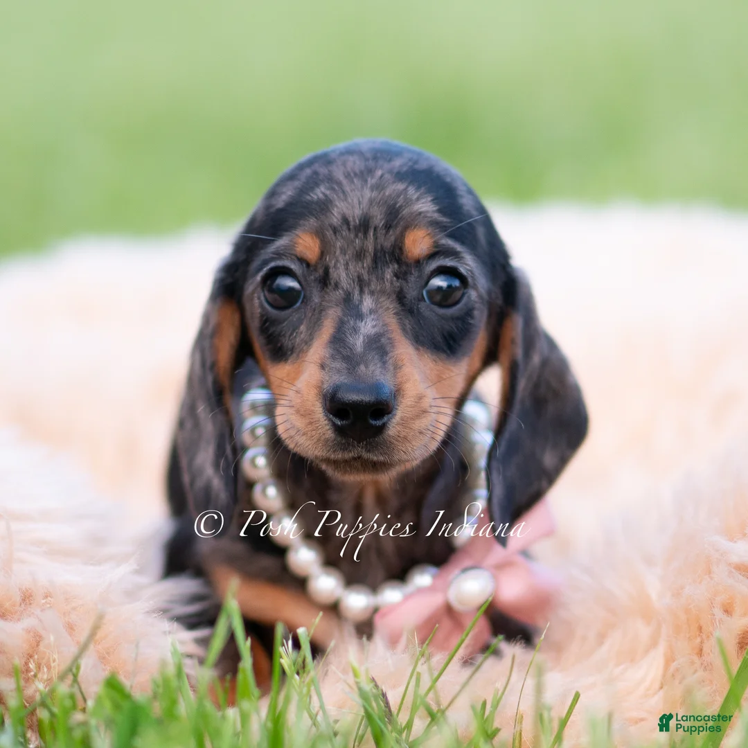 Miniature Dachshund dogs for sale: Sadie AKC - Ad 2