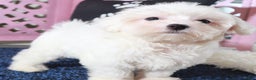 Maltese dogs for sale: Dove - Ad 4