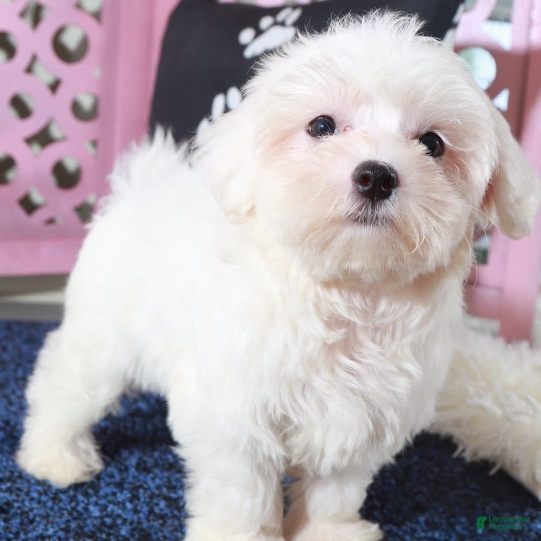 Maltese dogs for sale: Dove - Ad 4