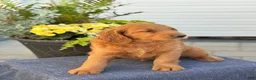 Goldendoodle dogs for sale: Tripp - Ad 7