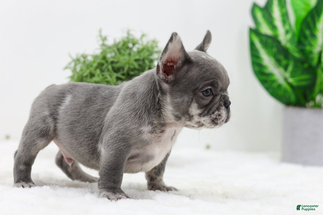 French Bulldog dogs for sale: Edison - Ad 4