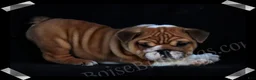 English Bulldog dogs for sale:  Helga (F) - Ad 14
