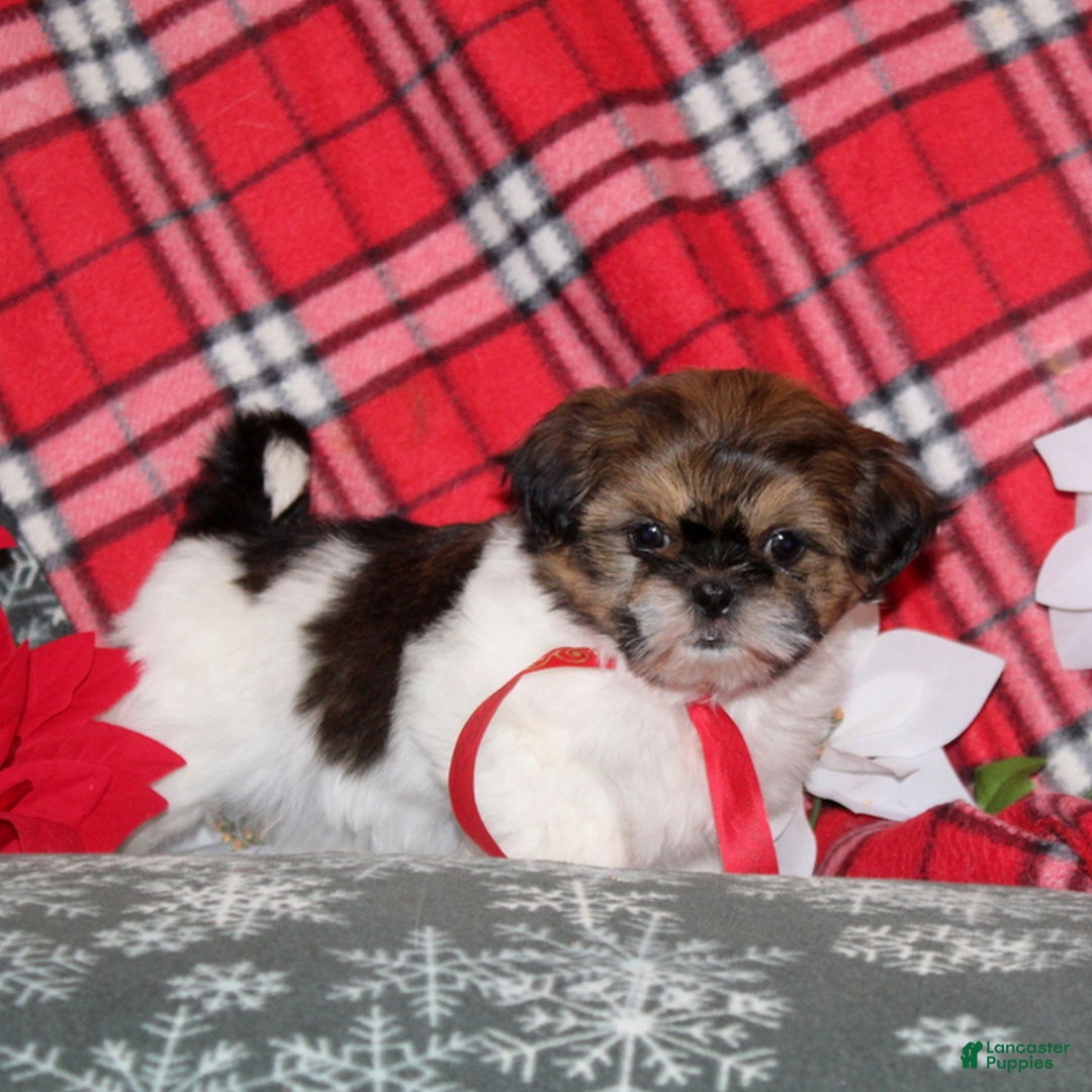 Shih Tzu dogs for sale: Mopsey  - Ad 3