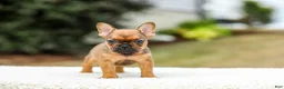 French Bulldog dogs for sale: Nico - Ad 7
