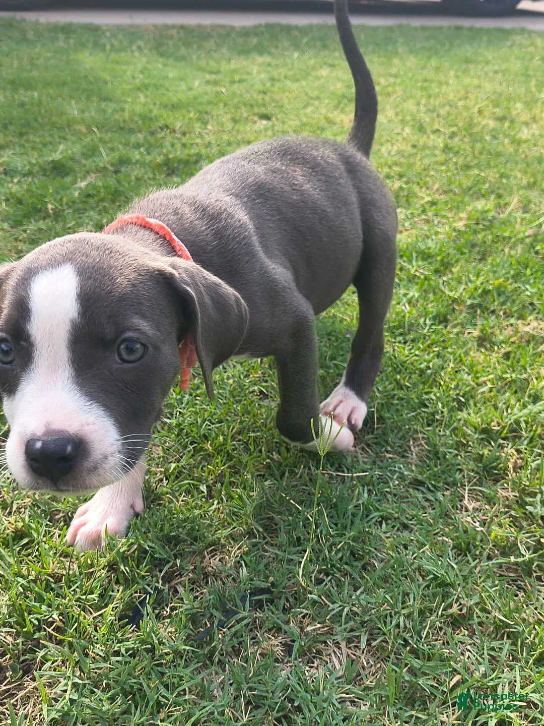 American Pit Bull Terrier dogs for sale: Bingo - Ad 2