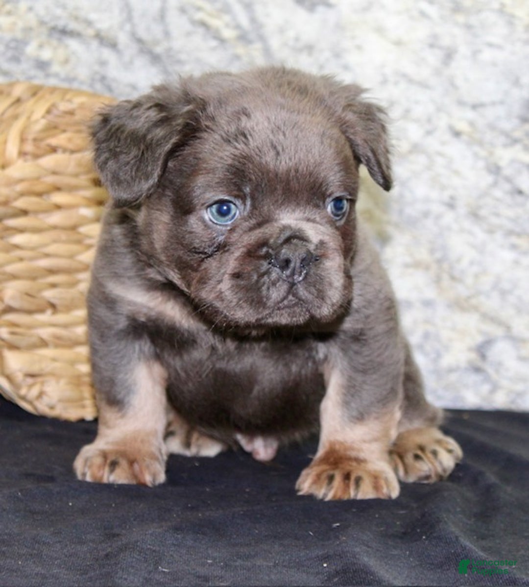 French Bulldog dogs for sale: Bolt - Ad 4