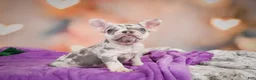 French Bulldog dogs for sale: Sammie - Ad 5