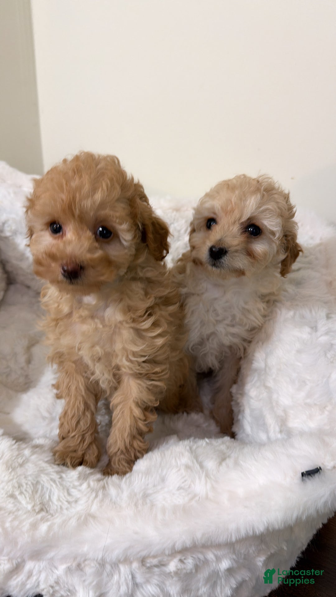 Maltipoo dogs for sale: Mia - Ad 4
