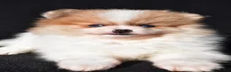 Pomeranian dogs for sale: Indie - Ad 3
