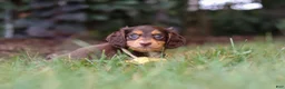 Miniature Dachshund dogs for sale: Grover - Ad 4