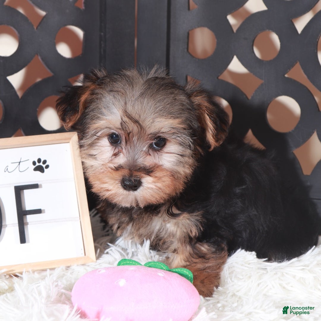 Yorkiepoo dogs for sale: Yorkiepoo Puppy Nala - Ad 2