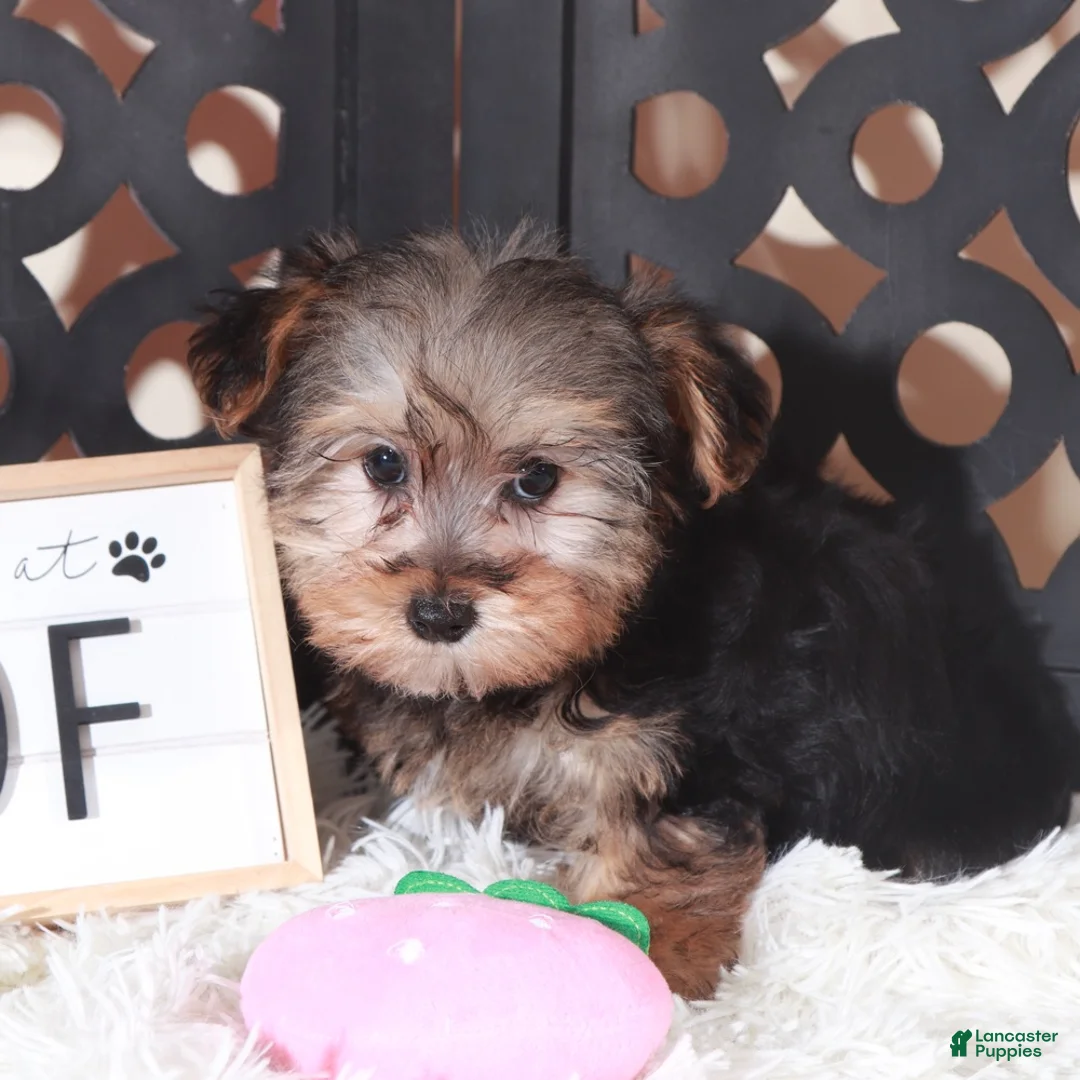 Yorkiepoo dogs for sale: Yorkiepoo Puppy Nala - Ad 2
