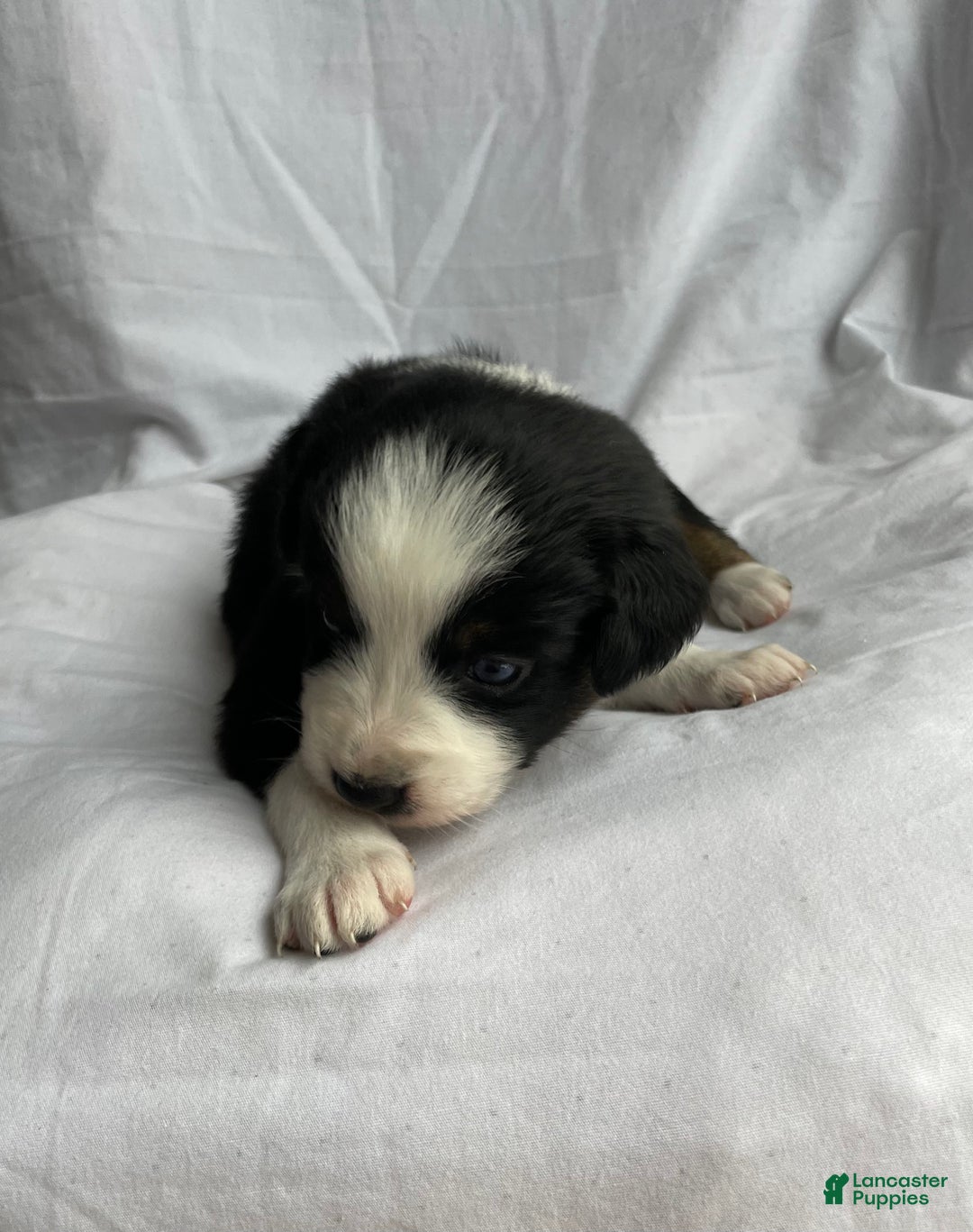 Australian Shepherd dogs for sale: Iris - Ad 4
