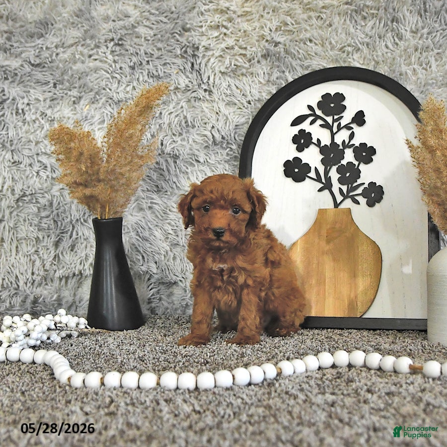 Toy Poodle dogs Jacoby - Ad 2