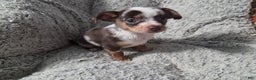 Chihuahua dogs for sale: Susie - Ad 3