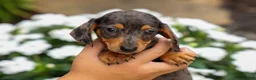 Miniature Dachshund dogs for sale: Holly 🌸 - Ad 9