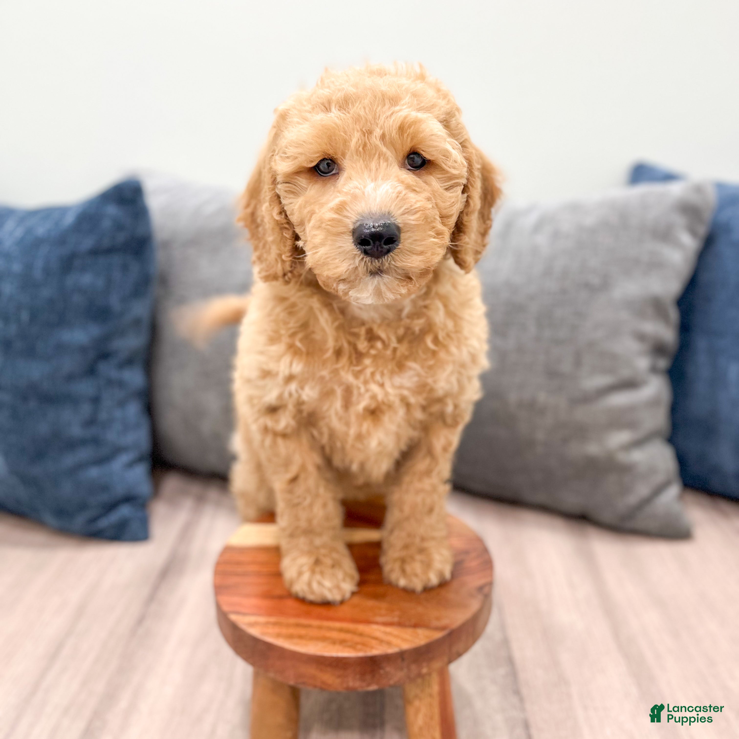 Miniature Labradoodle dogs Karl - Ad 2