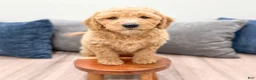 Miniature Labradoodle dogs for sale: Karl - Ad 2