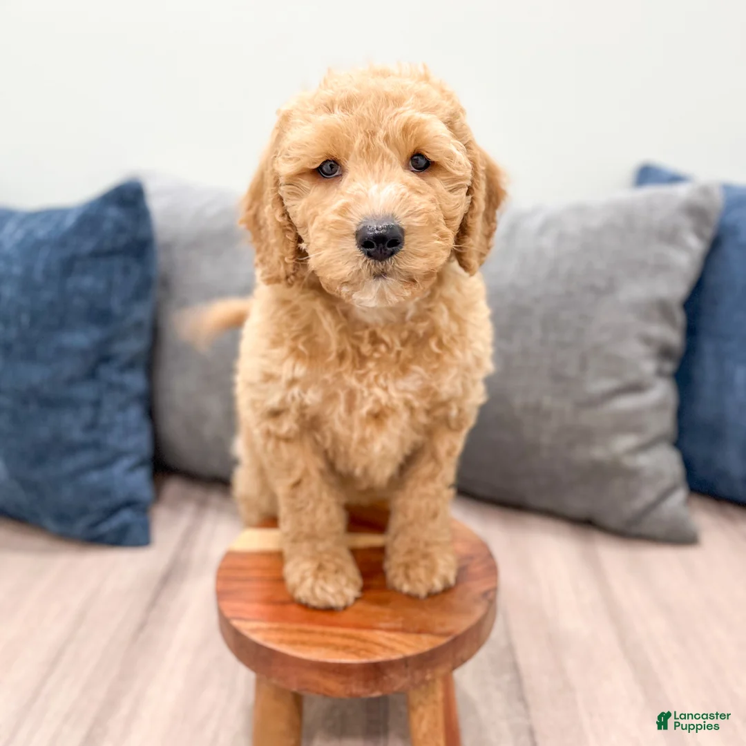 Miniature Labradoodle dogs for sale: Karl - Ad 2