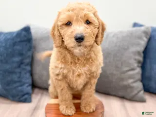 Miniature Labradoodle dogs for sale: Karl - Ad 3