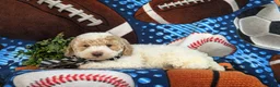 Bichpoo dogs for sale: Xavier - Ad 5
