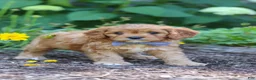 Cavapoo dogs for sale: Max  - Ad 6