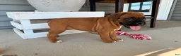 Boxer dogs for sale: Daisy - Ad 6
