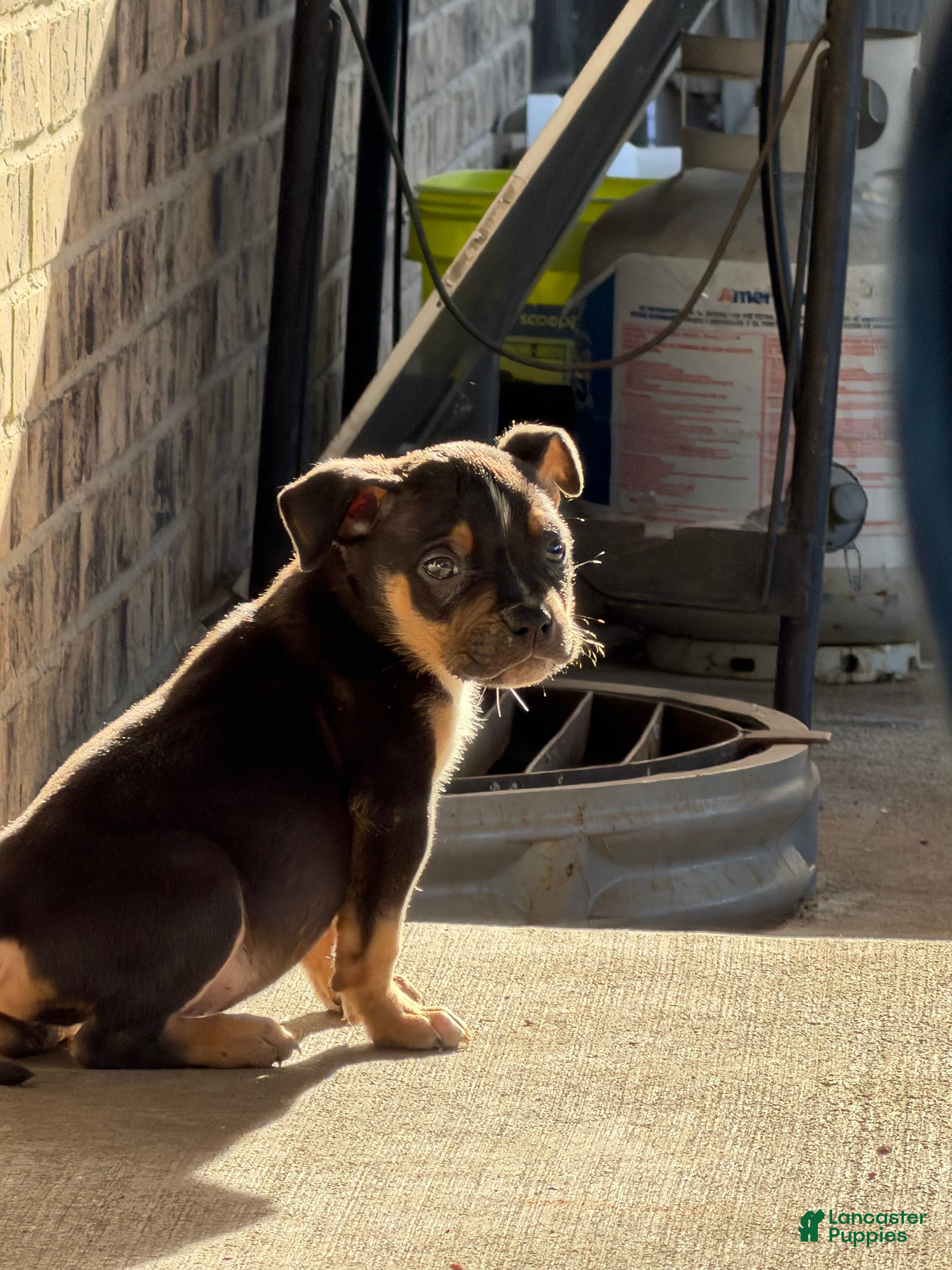 American Bully dogs American Bully Puppy 1 - Ad 3
