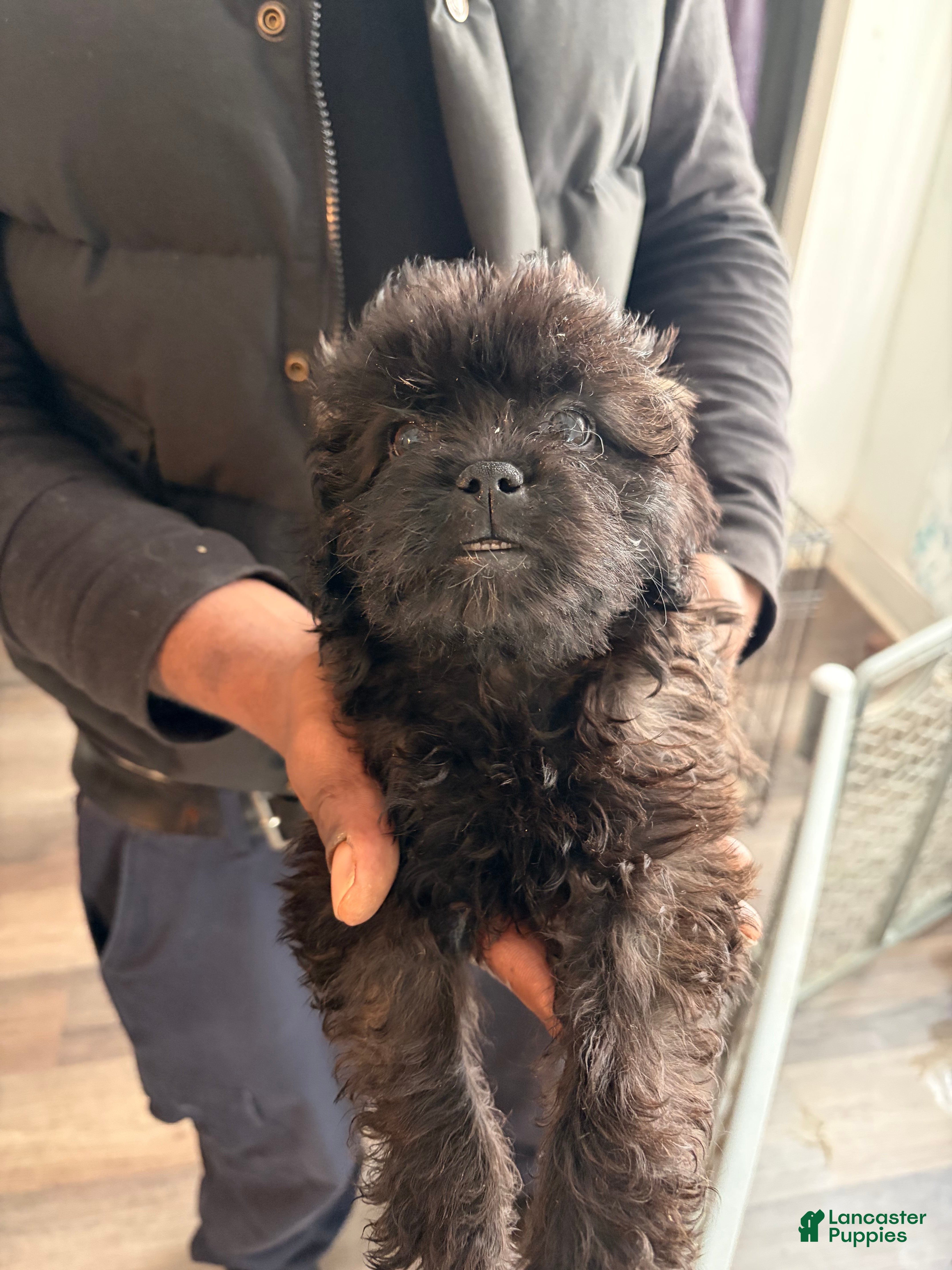 Shihpoo dogs for sale: Shihpoo 3 - Ad 11