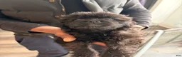 Shihpoo dogs for sale: Shihpoo 3 - Ad 1