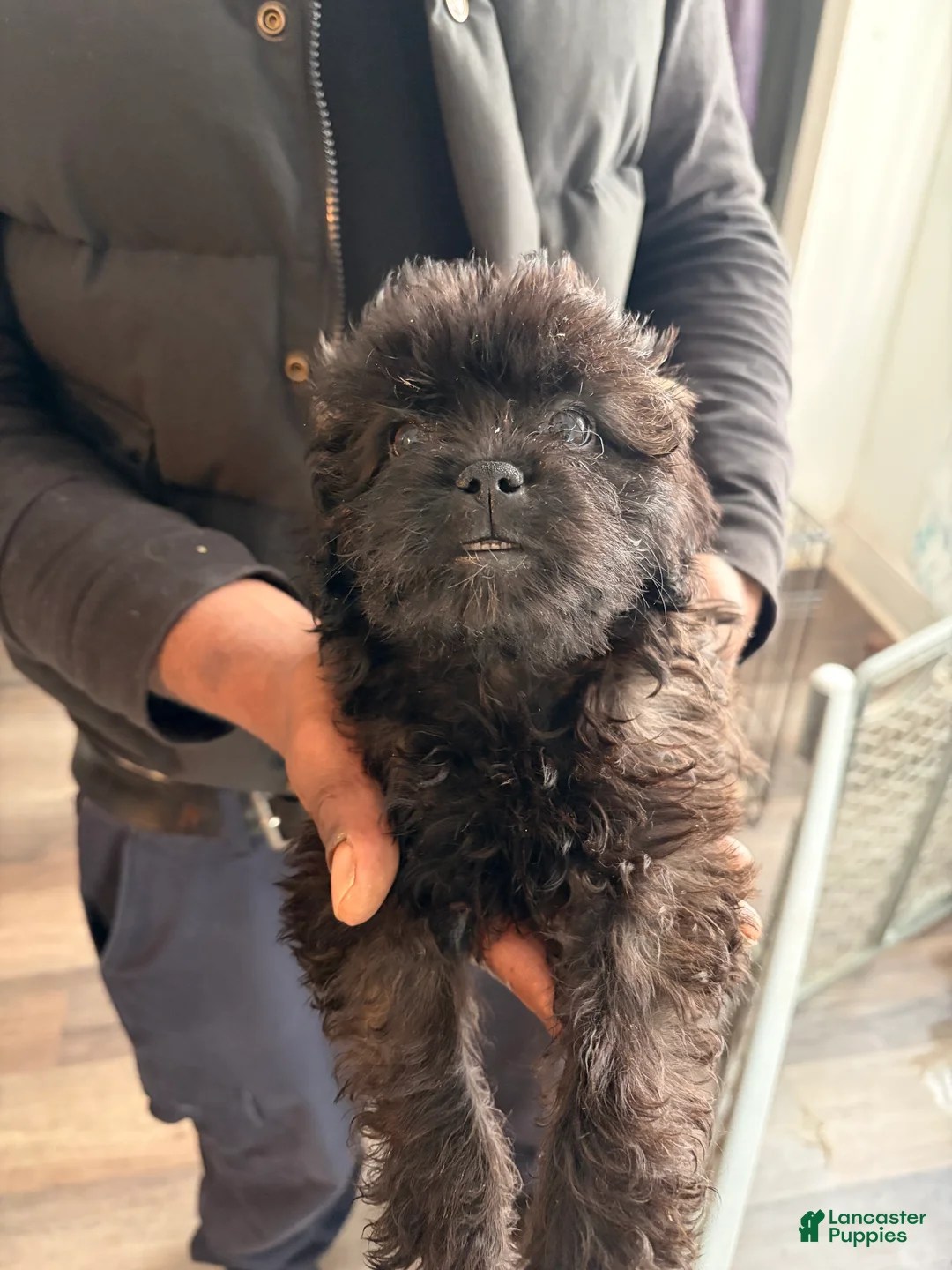 Shihpoo dogs for sale: Shihpoo 3 - Ad 1