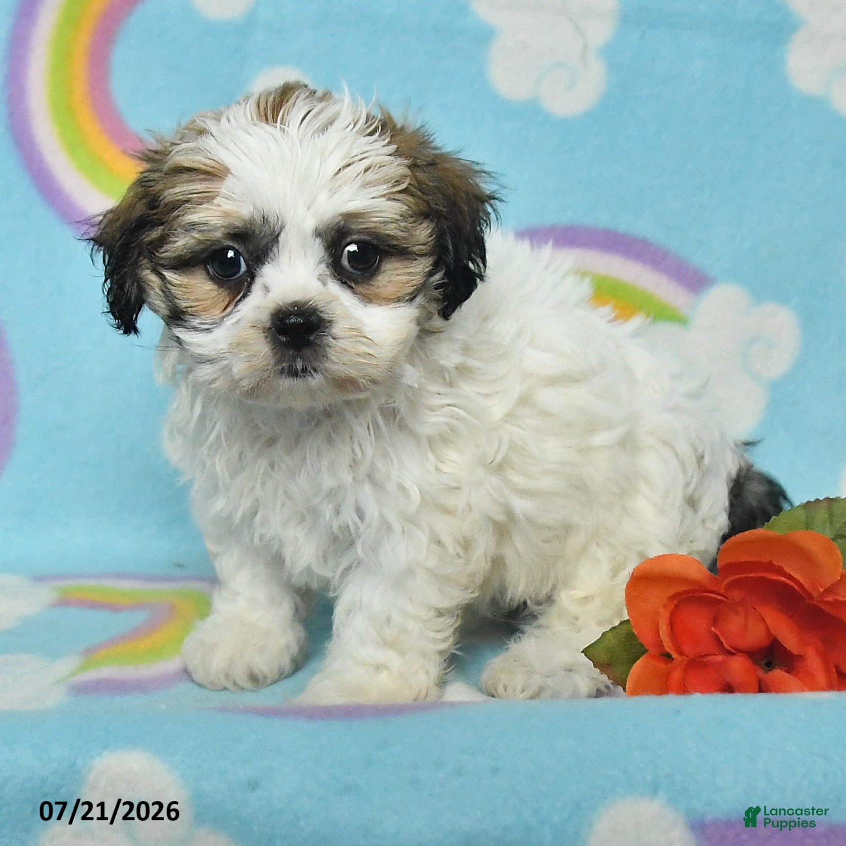 Teddy Bear dogs Alice - Ad 2